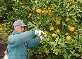 亘理町で柚子 ゆず の収穫最盛期高野りんご園のもぎ取り体験会開催中です